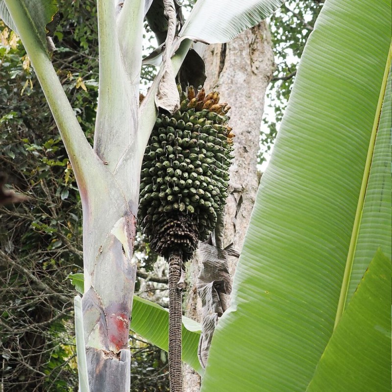 Banano gigante - Semillas