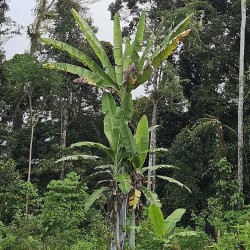 Banano gigante - Semillas