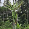 Banano gigante - Semillas