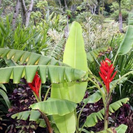 Musa coccinea - Semillas
