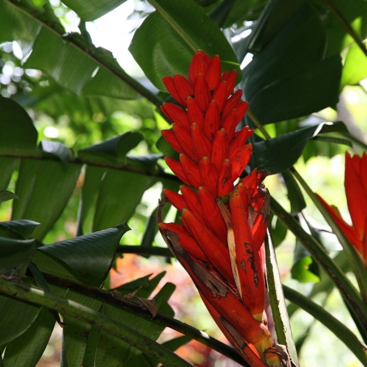 Banano escarlata - Semillas