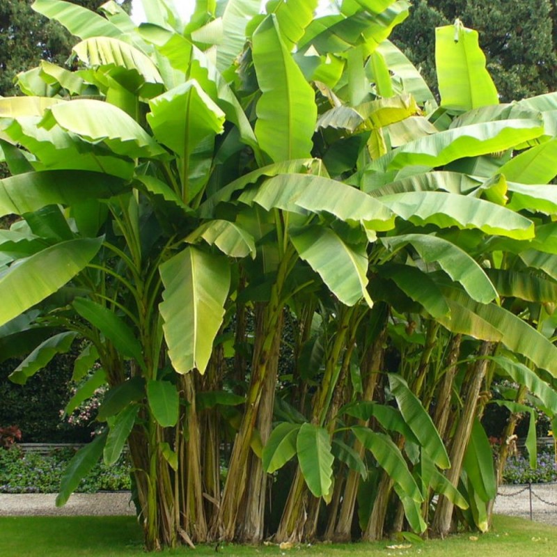 Banano silvestre - Semillas