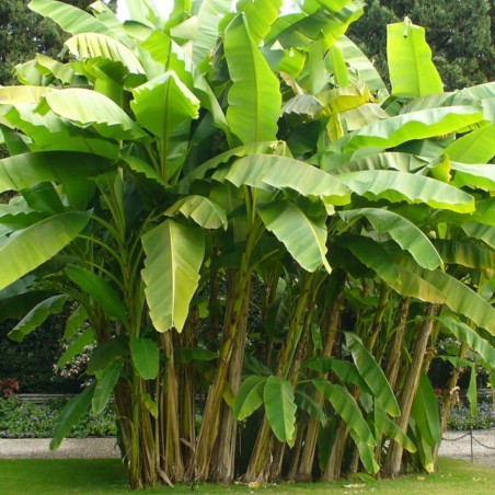 Banano silvestre - Semillas