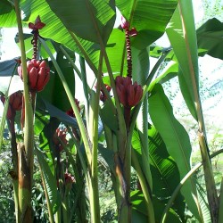 Banano silvestre - Semillas