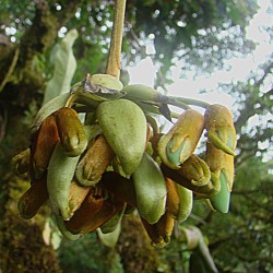 Mucuna urens - Semillas