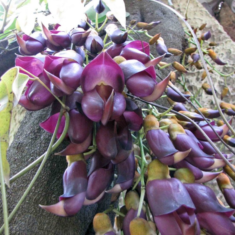Mucuna sempervirens - Semillas