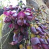 Mucuna sempervirens - Semillas