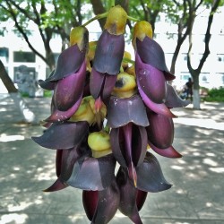 Mucuna sempervirens - Semillas