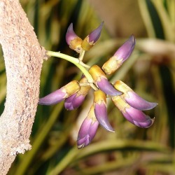 Mucuna negra - Semillas