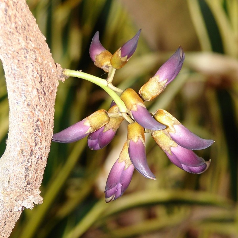 Mucuna negra - Semillas