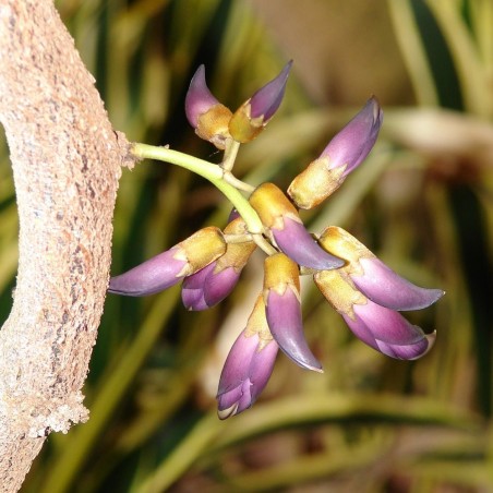 Mucuna negra - Semillas