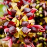 Mucuna macrocarpa - Semillas