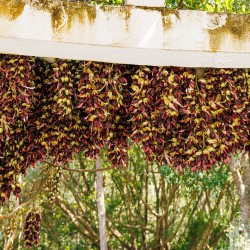 Mucuna macrocarpa - Semillas