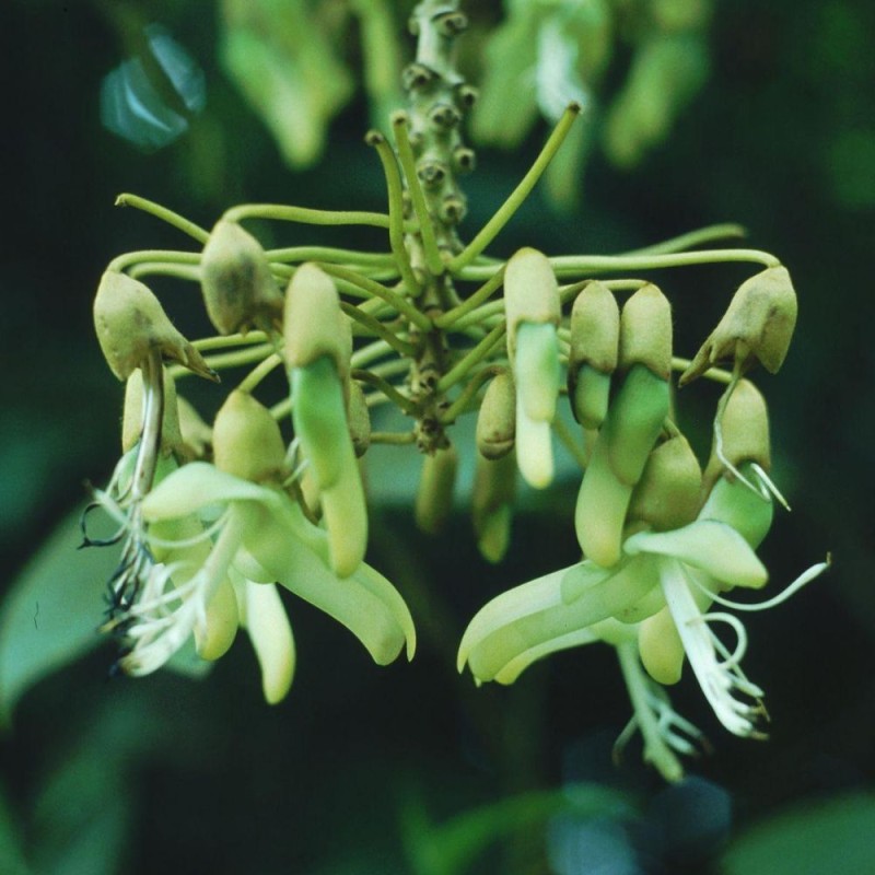Mucuna holtonii - Semillas