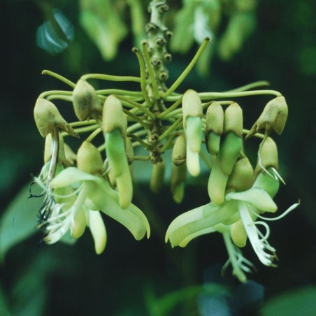 Mucuna holtonii - Semillas