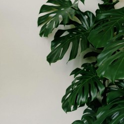 Costilla de Adán - Semillas