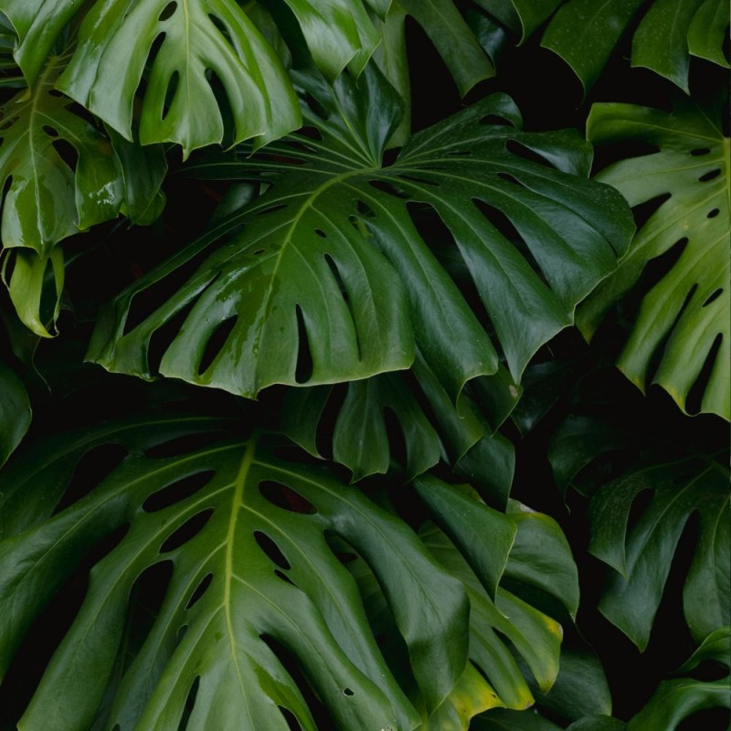 Costilla de Adán - Semillas