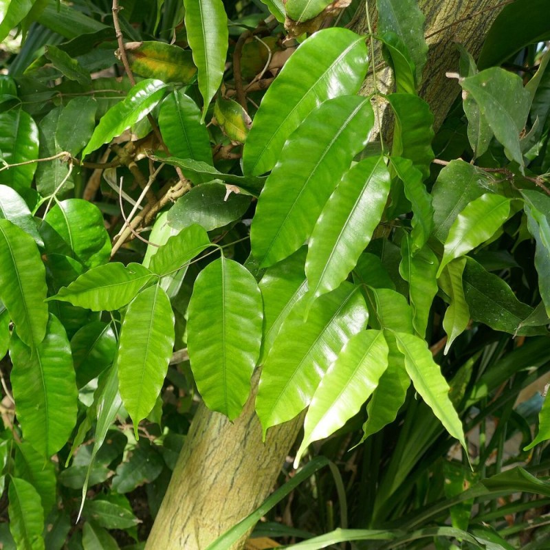 Nuez moscada africana - Semillas