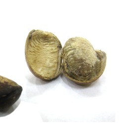 Nuez moscada africana - Semillas