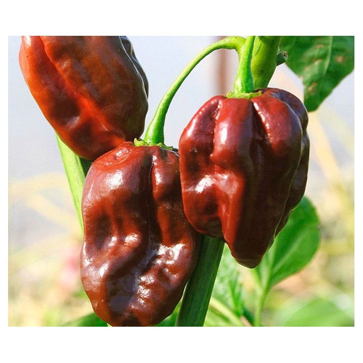 Pimiento Habanero Chocolate - 20 semillas