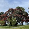 Árbol de Navidad de Nueva Zelanda - Semillas