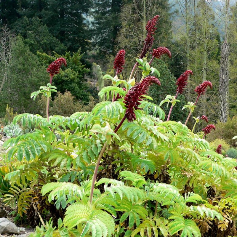 Melíanto - Semillas