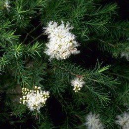 Melaleuca alternifolia - Semillas