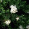 Melaleuca alternifolia - Semillas