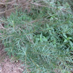 Árbol del té australiano - Semillas