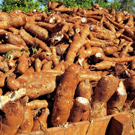 Yuca - Semillas
