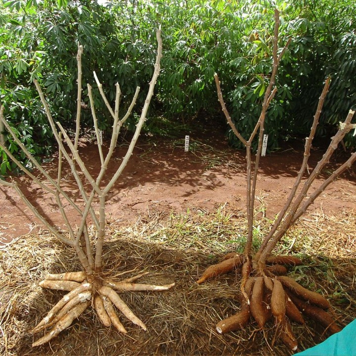 Yuca - Semillas