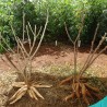 Yuca - Semillas