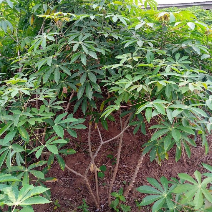 Yuca - Semillas