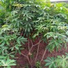 Yuca - Semillas