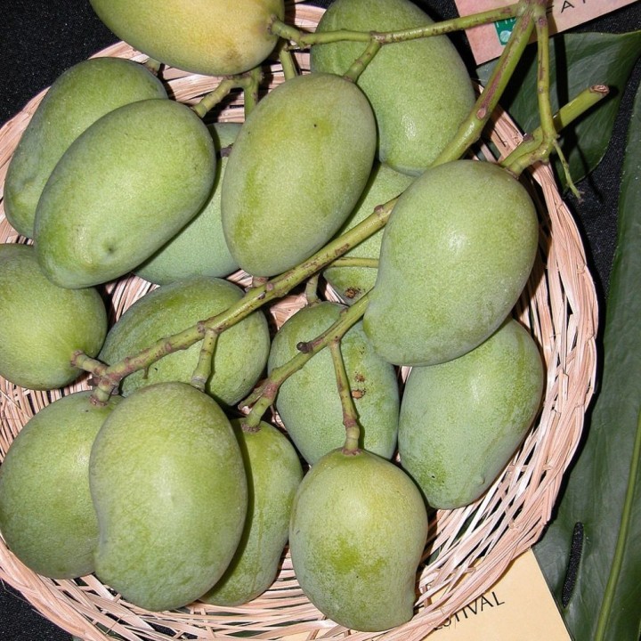 Mango de Ceilán - Semillas