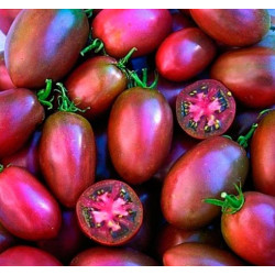 Tomate Púrpura Ucraniano - Sobre 25 semillas