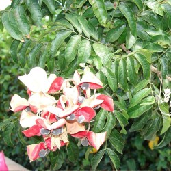 Árbol de la perla roja - Semillas