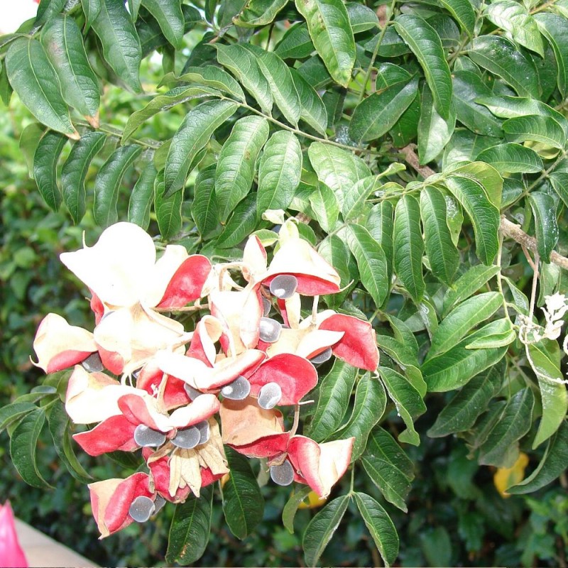 Árbol de la perla roja - Semillas