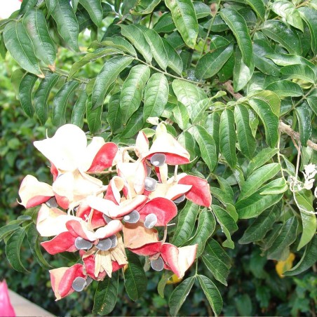 Árbol de la perla roja - Semillas