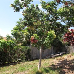 Árbol de la perla roja - Semillas