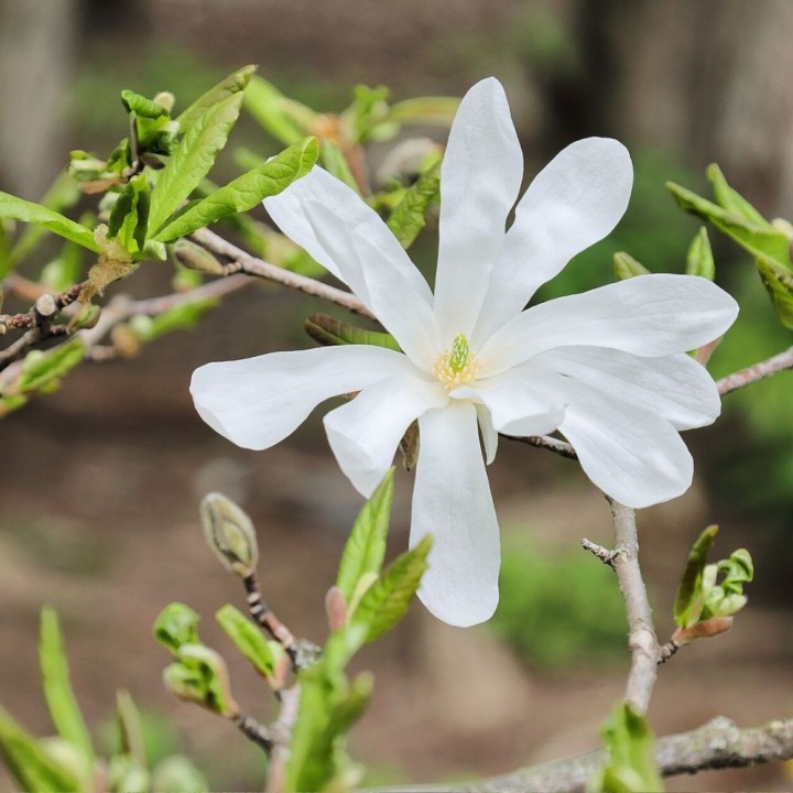 Magnolia estrellada - Semillas