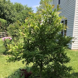 Magnolia estrellada - Semillas