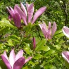 Magnolia lirio - Semillas