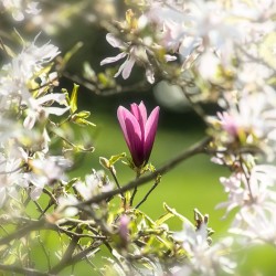 Magnolia lirio - Semillas