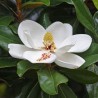 Magnolia grandiflora - Semillas