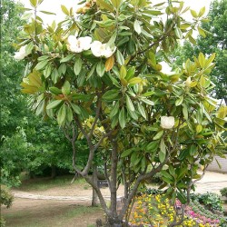 Magnolia grandiflora - Semillas