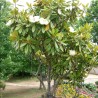 Magnolia grandiflora - Semillas
