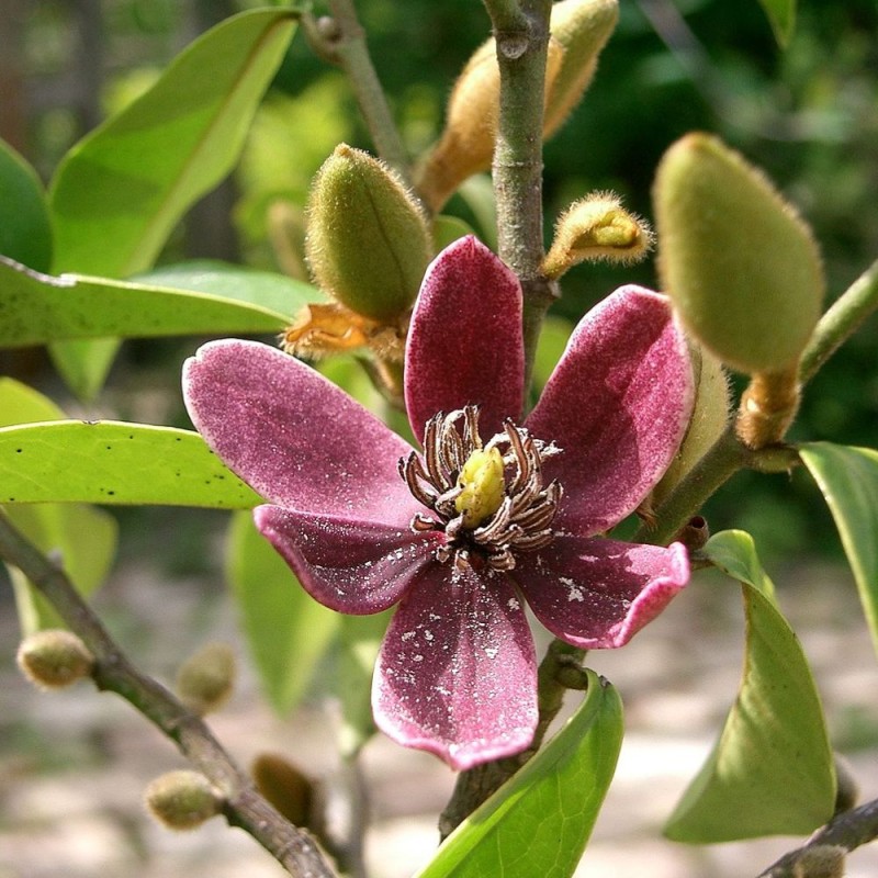 Magnolia banana - Semillas