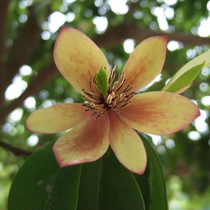 Magnolia banana - Semillas