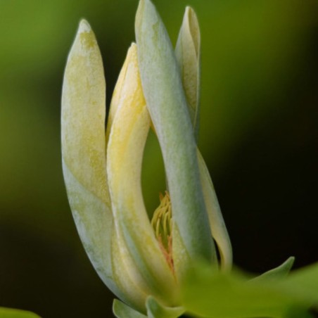 Magnolia acuminada - Semillas